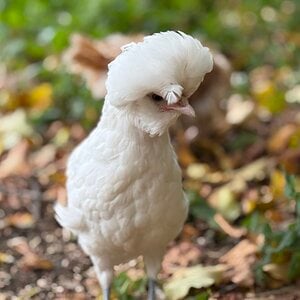 Feathers of Fall 6.jpg