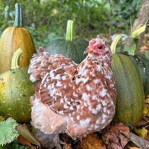 Feathers of Fall 7.jpg