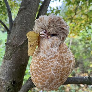 Feathers of Fall 8.jpg