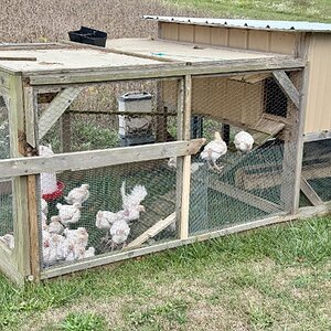 Broilers in the tractor 9-29-24