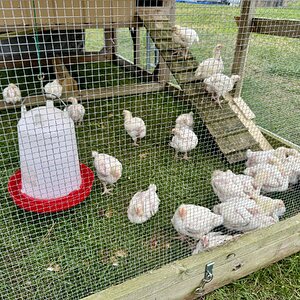 Broilers in the Tractor