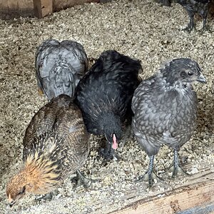 Mixed Chicks