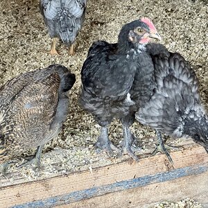 Mixed Chicks