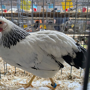 Columbian Leghorn.jpg