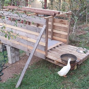 The new duck-House for Sunny and her Family
