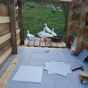 The new duck-House for Sunny and her Family