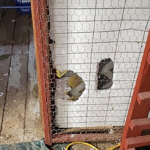Ducks and StroFoam are highly compatible