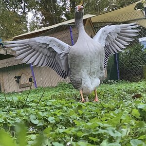 DD0887E1-FCCC-4EDB-878B-35AAB6B27CE5.jpeg