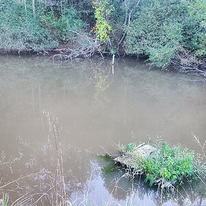Low waterlevel at the duck-pond