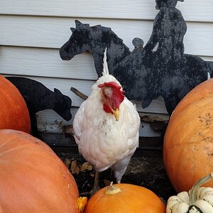 Feathers of Fall 9.jpg