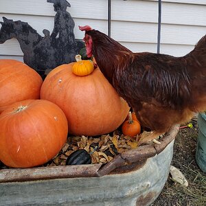 Feathers of Fall 10.jpg