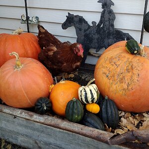 Feathers of Fall 11.jpg
