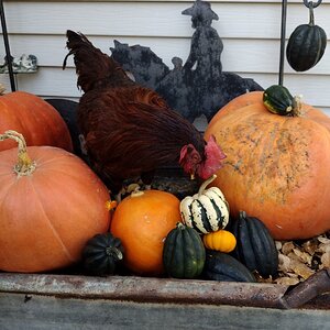 Feathers of Fall 12.jpg