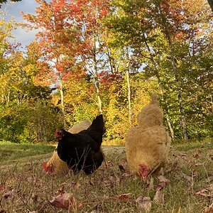 Feathers of Fall 13.jpg
