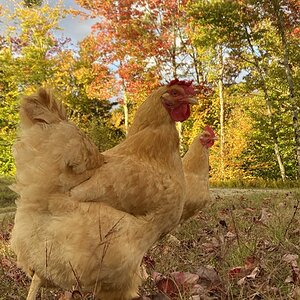 Feathers of Fall 14.jpg