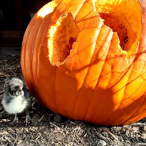 Feathers of Fall 16.jpg