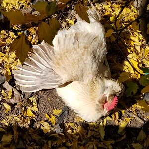 Feathers of Fall 17.jpg