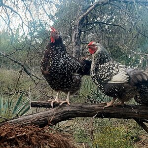 Feathers of Fall 18.jpg
