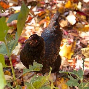 Feathers of Fall 19.jpg