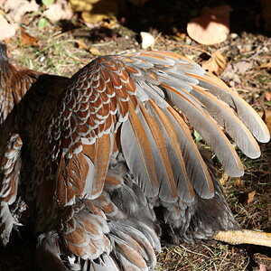 Feathers of Fall 21.jpg