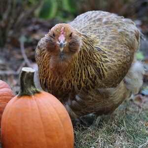 Feathers of Fall 22.jpg