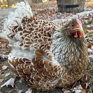 Feathers of Fall 23.jpg