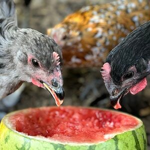 Cherub eats watermelon