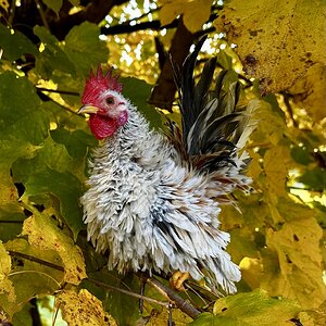 Feathers of Fall 24.jpg