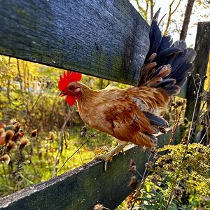 Feathers of Fall 25.jpg