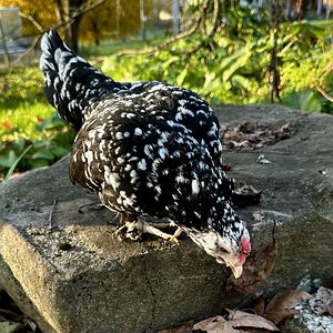 Feathers of Fall 26.jpg