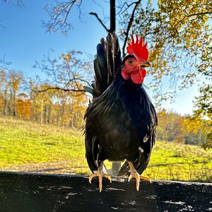 Feathers of Fall 27.jpg