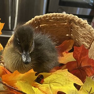 Feathers of Fall 29.jpg