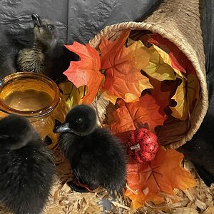 Feathers of Fall 30.jpg