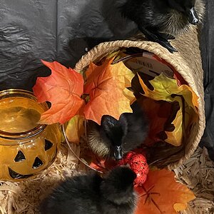 Feathers of Fall 31.jpg