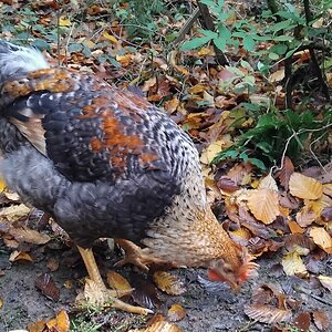 Feathers of Fall 39.jpg