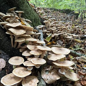 Fantastic Fall Fun 48.jpg