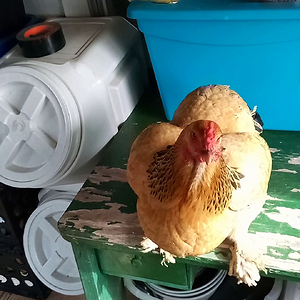 Boots catching food.mp4