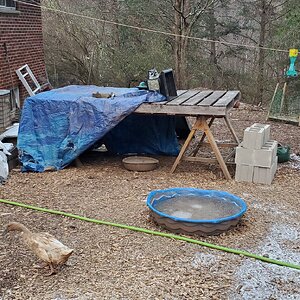 A little duck-tent