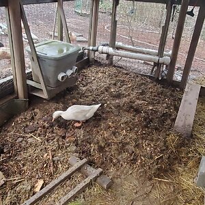 The new duck-run roof