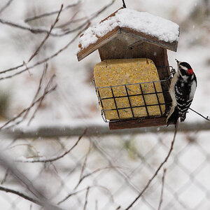 Downy_woodpecker_XB248238_11-24-2024-001.jpg