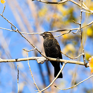 Red-winged_blackbird_XA198234_10-19-2024-001.jpg