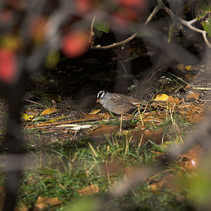 White-crowned_sparrow_XA198235_10-19-2024-001.jpg