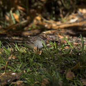 White-crowned_sparrow_XA198236_10-19-2024-001.jpg