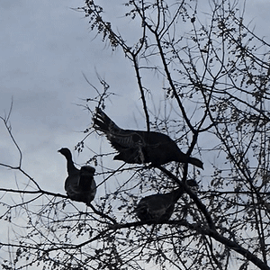 20241218_163926_1.gif