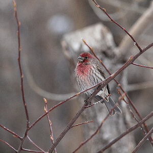 House_finch_X1038269_01-03-2025-001.jpg