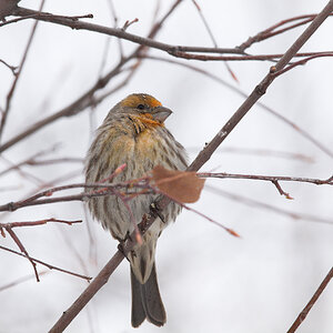 House_finch_orange_X1038258_01-03-2025-001.jpg