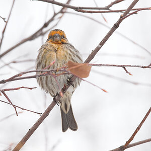 House_finch_orange_X1038261_01-03-2025-001.jpg