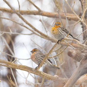 House_finch_orange_X1038264_01-03-2025-001.jpg