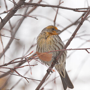 House_finch_orange_X1038265_01-03-2025-001.jpg