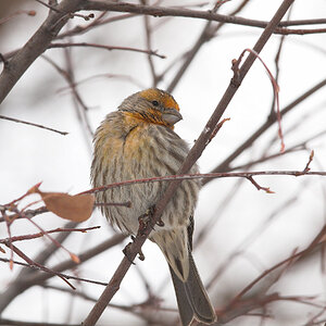 House_finch_orange_X1038270_01-03-2025-001.jpg